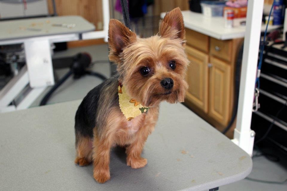 Picture Of Yorkie